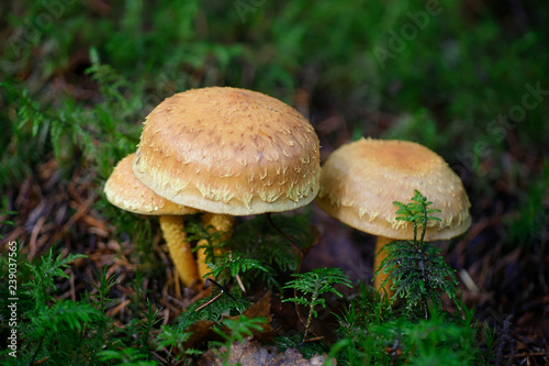 Pholiota flammans, commonly known as the yellow pholiota, the flaming Pholiota, or the flame scalecap photo