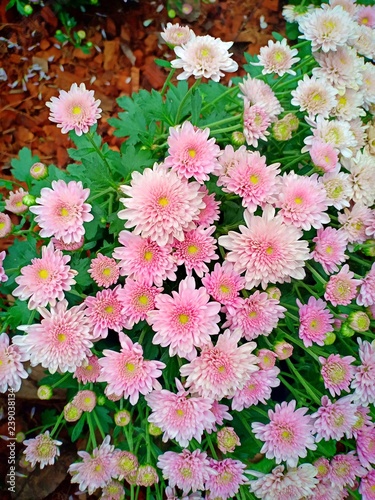 Fliwer garden vol.91