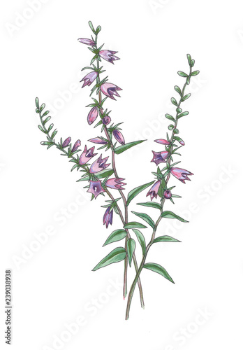 Botanical illustration of campanula.