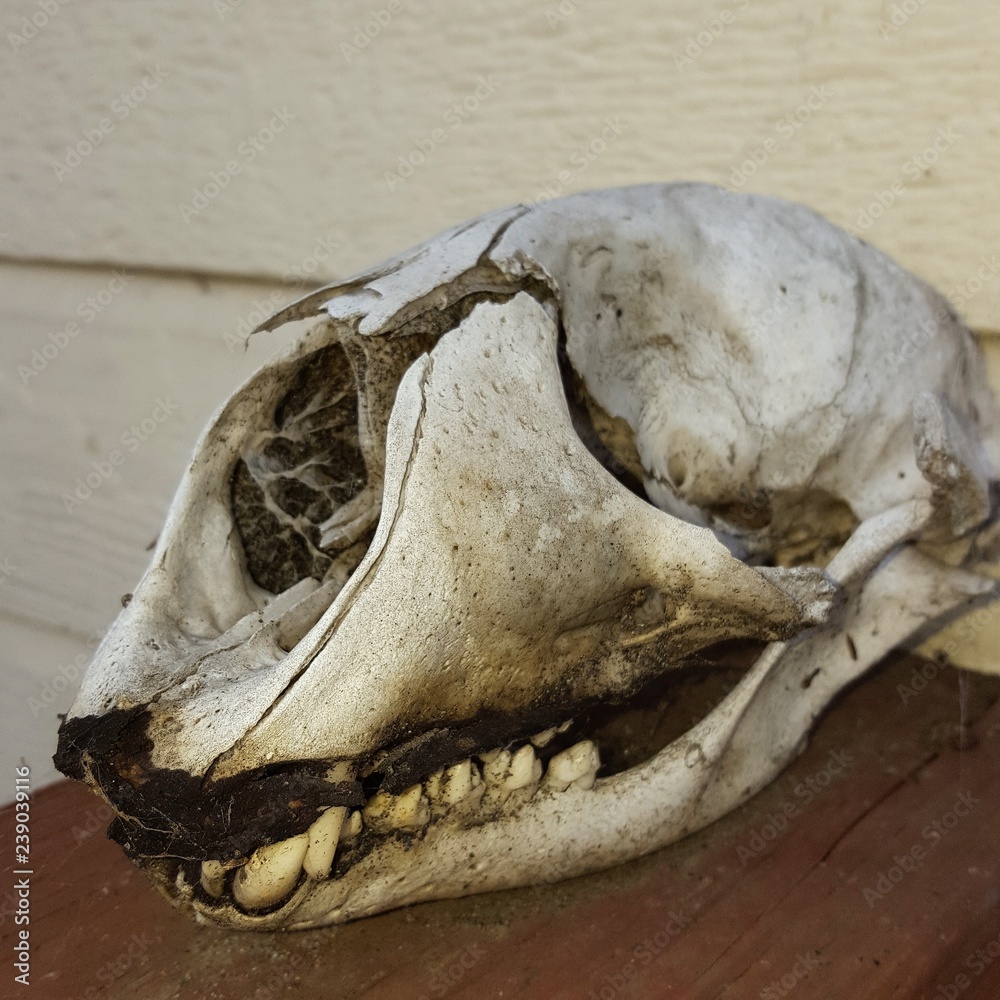 Found Skull