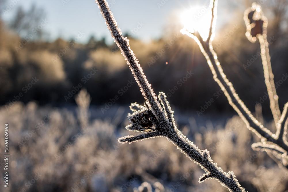 Tree branches covered with frost on a frosty winter morning Tree branches covered with frost on a frosty winter morning