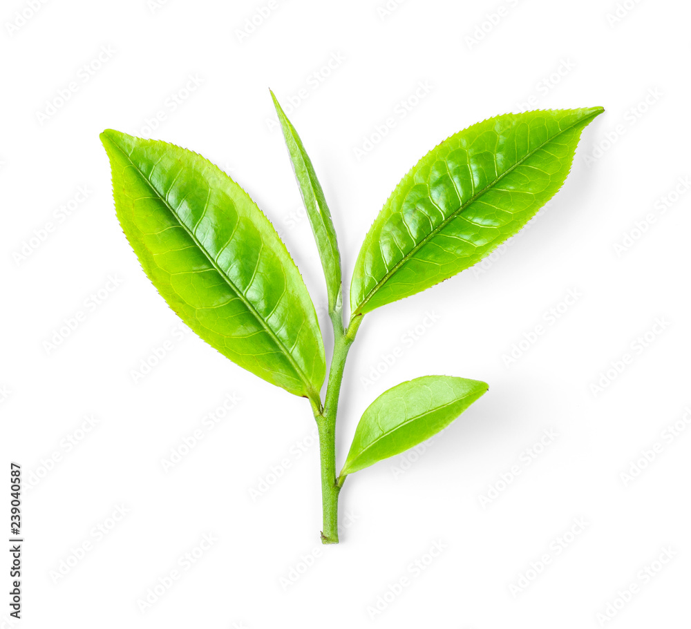 Green tea leaf isolated on white background.top view Green tea leaf isolated on white background.top view