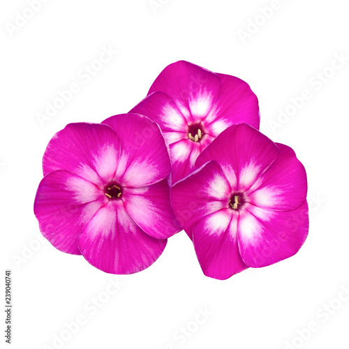 white, purple flowers of phlox, close up, isolated on a white background © Alexey