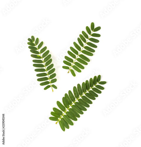 Tamarind leaves isolated on white background