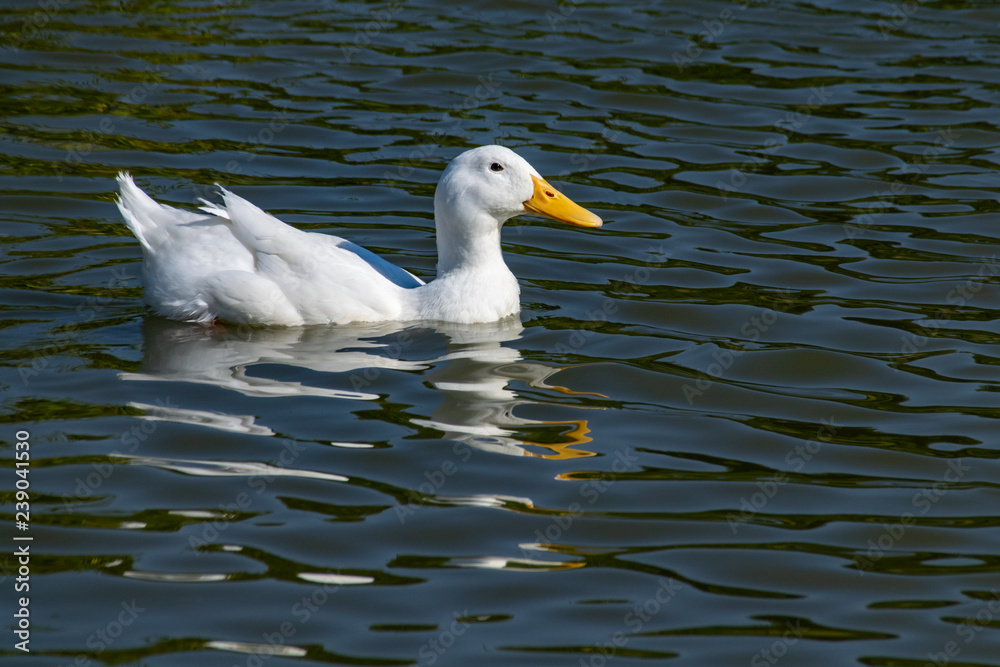 America Pekin Duck (Anas platyrhynchos domesticus) swimming on lake with reflection