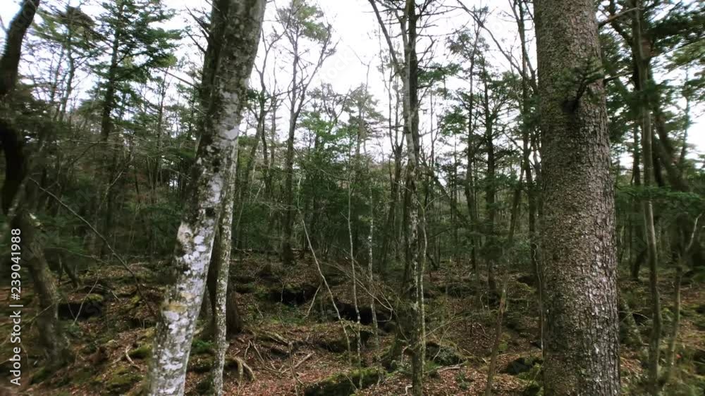 Cloudy in the day. Movie shot while walking lost in Aokigahara Jukai at near Mt. Fuji in Japan.