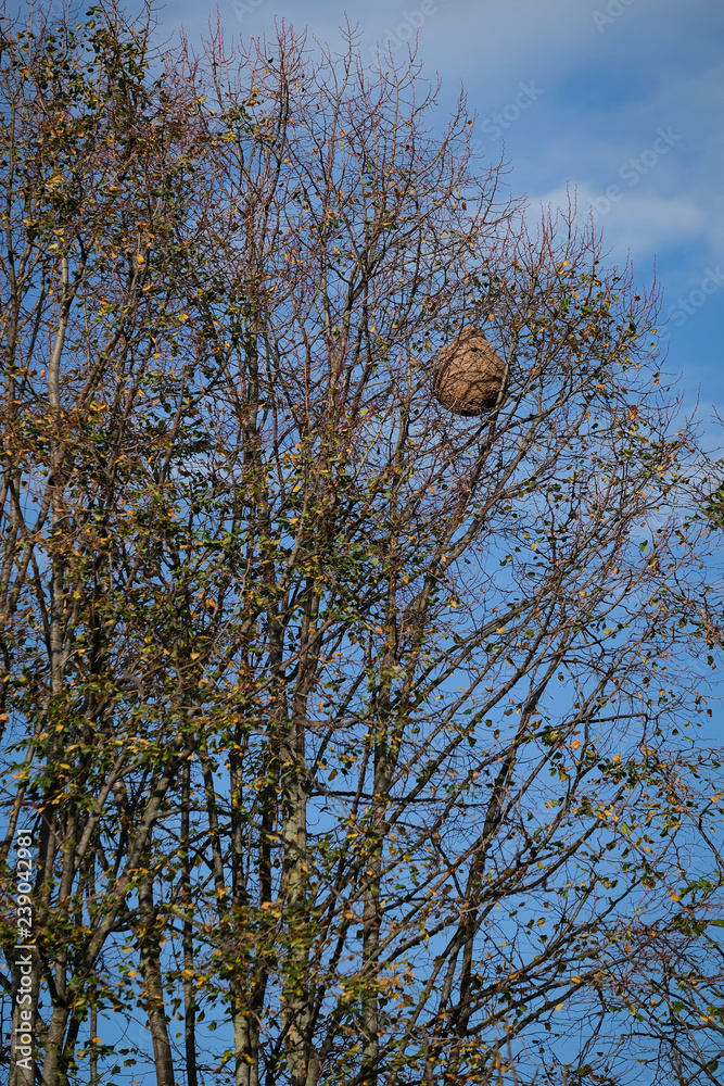 Nid de frelons asiatique, Vespa Velutina, en haut d'un arbre,visible — free download