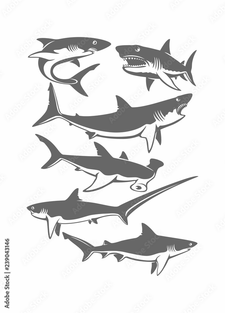 Fototapeta premium set of sharks