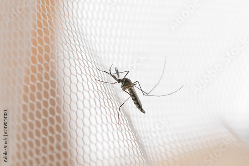 Mosquito on white mosquito wire mesh,net.Mosquito disease is carrier of Malaria, Zica Virus,Fever. © grooveriderz
