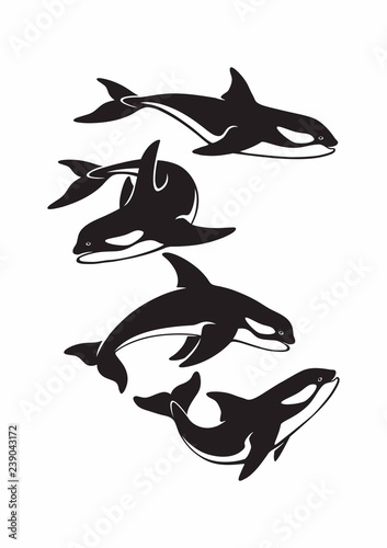 illustration of a dolphin