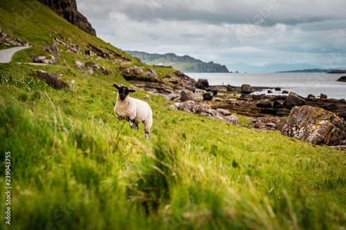 Foto Scottish Blackface sheeps standing in green grasslands surrounded by rough count