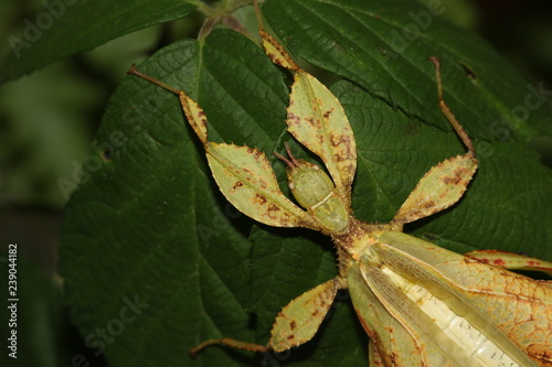 An adult female of a Philippine leaf insect. A close up horizontal picture of a rare tropical insect pretending to be a leaf. photo