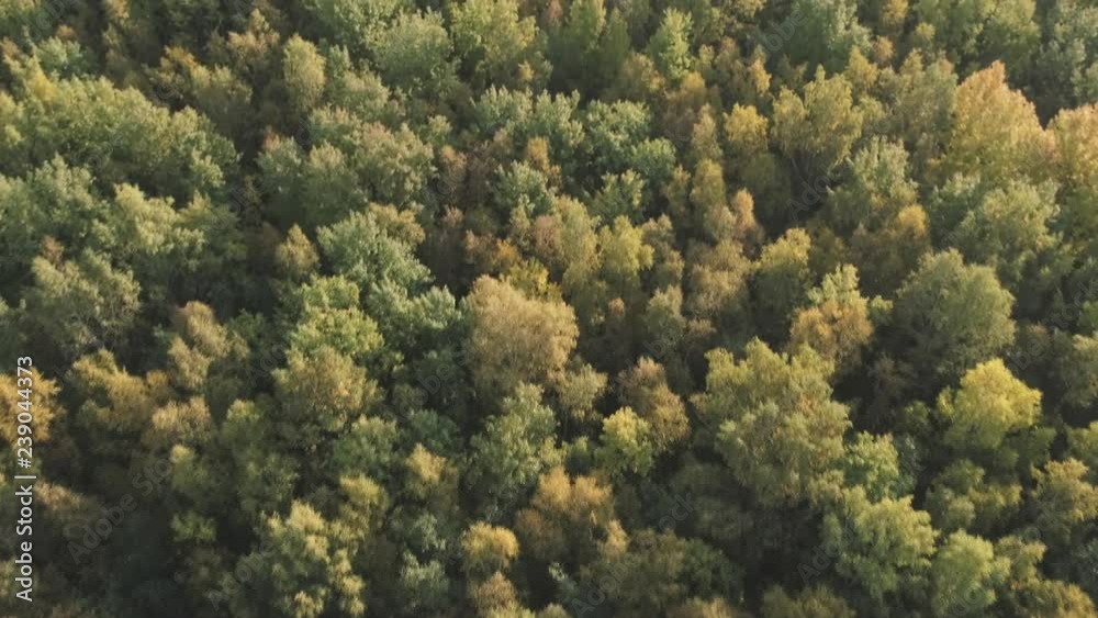 Aerial forward flight over autumn trees in forest in september Aerial forward flight over autumn trees in forest in september