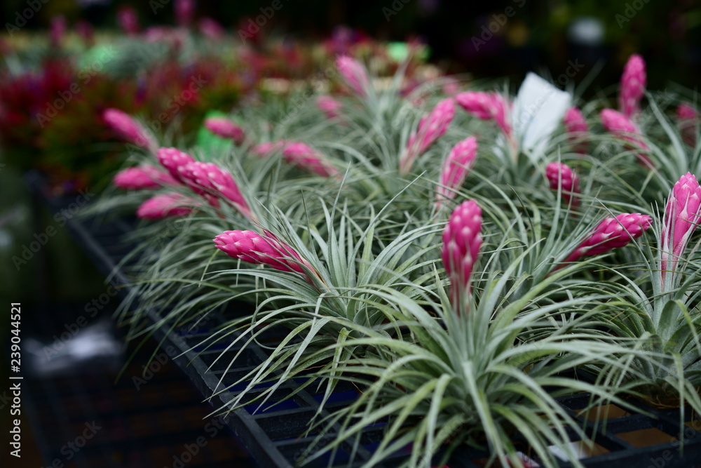 Air plants in a market Air plants in a market