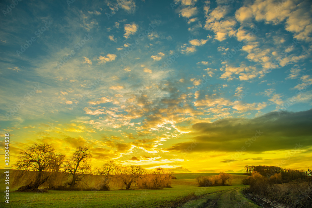 Obraz premium Bunch of willows at the sunset with cloudy sky