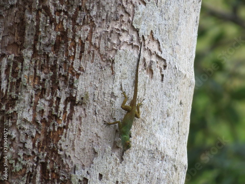 Ein süßer kleiner Gecko mitten im Dschungel der Dominikanischen Republik photo