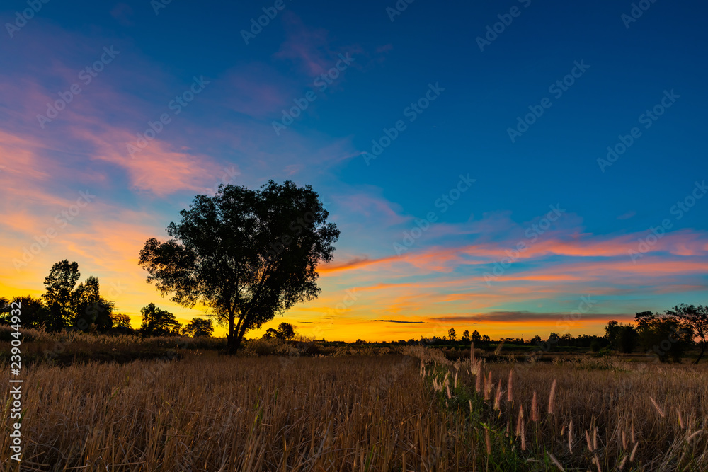 Fototapeta premium The landscape of rice field after harvest at the dawn time during winter