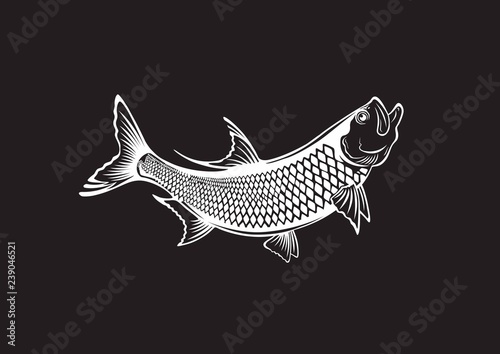 fish tarpon