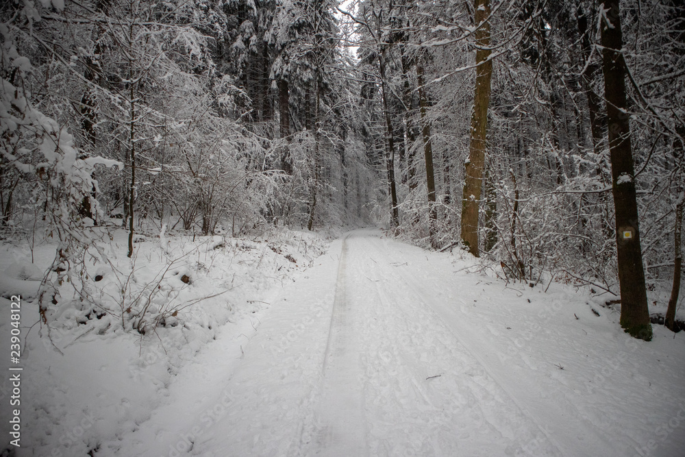 verschneiter Wald beim Tanzplan (Sebnitz) verschneiter Wald beim Tanzplan (Sebnitz)