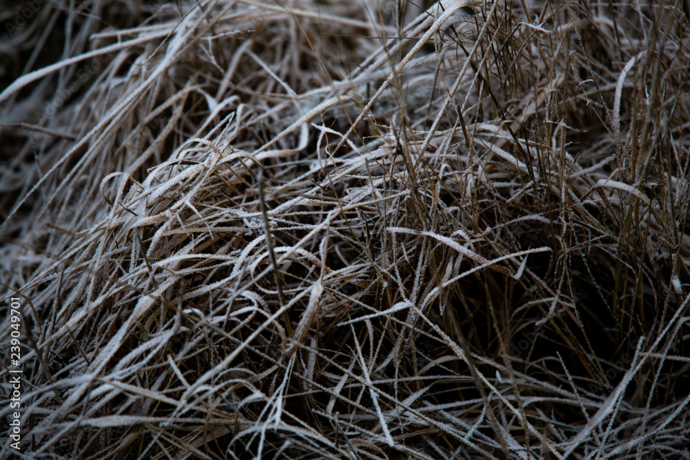 frozen background. Abstract frost grass frozen background. Abstract frost grass