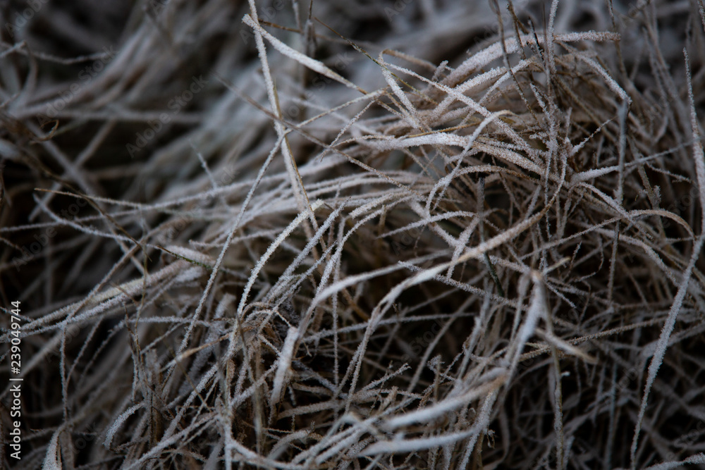 frozen background. Abstract frost grass frozen background. Abstract frost grass