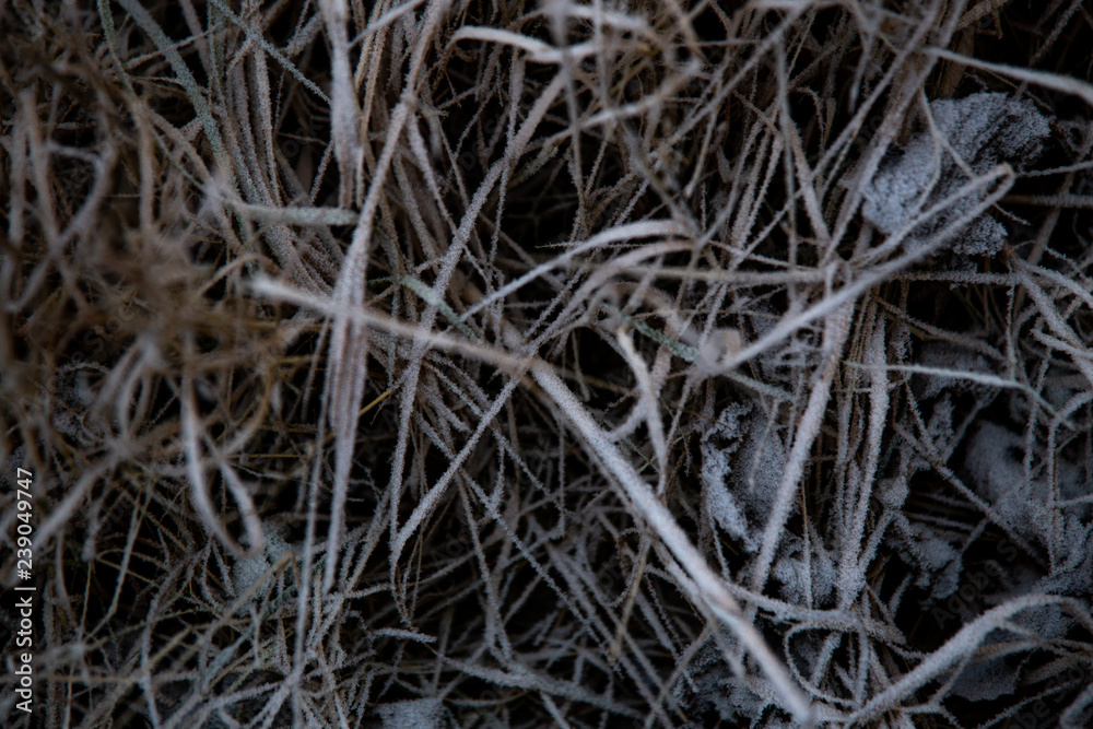 frozen background. Abstract frost grass frozen background. Abstract frost grass