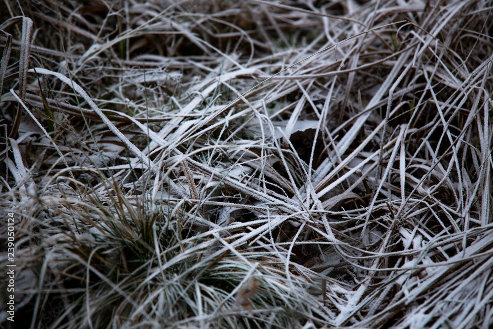 frozen background. Abstract frost grass frozen background. Abstract frost grass
