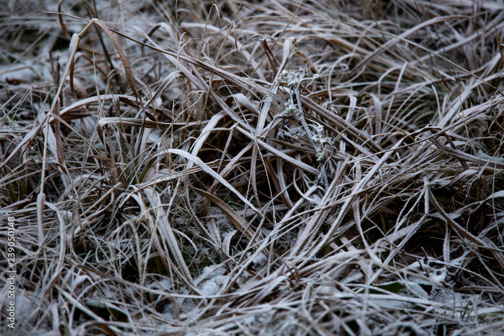 frozen background. Abstract frost grass frozen background. Abstract frost grass