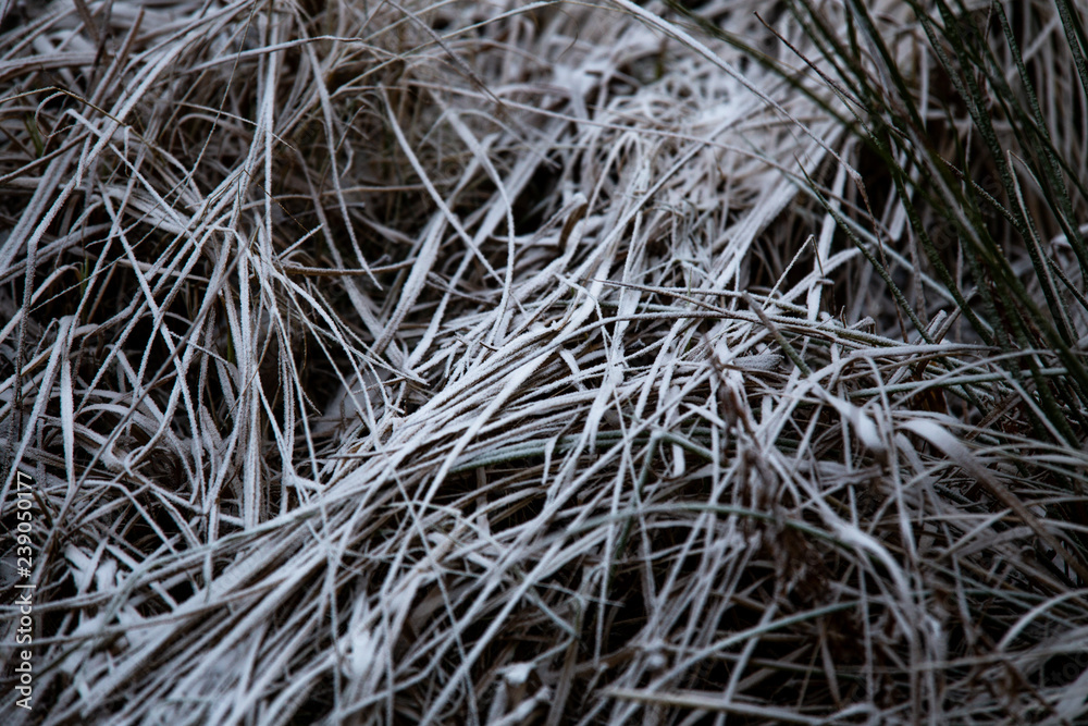 frozen background. Abstract frost grass frozen background. Abstract frost grass