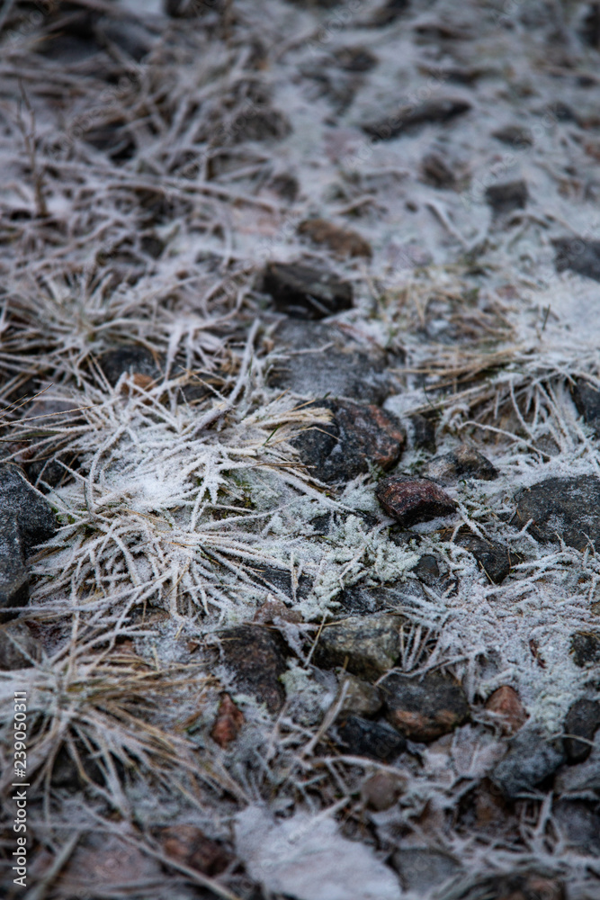 frozen background. Abstract frost grass frozen background. Abstract frost grass