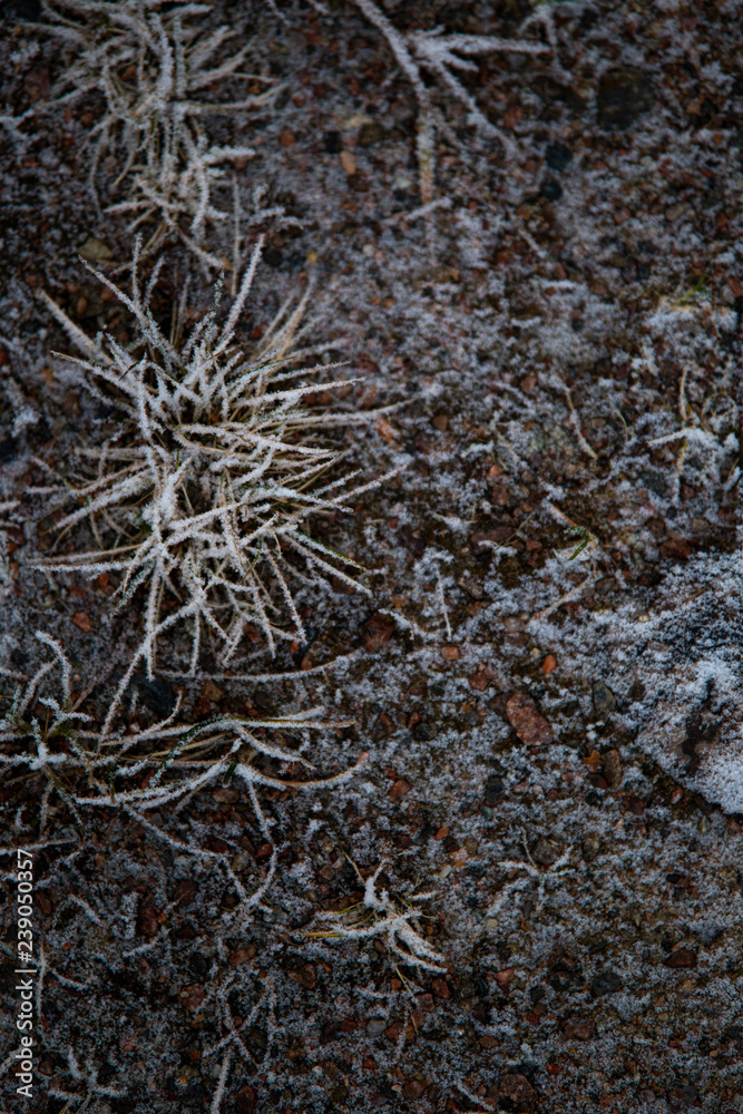 frozen background. Abstract frost grass frozen background. Abstract frost grass