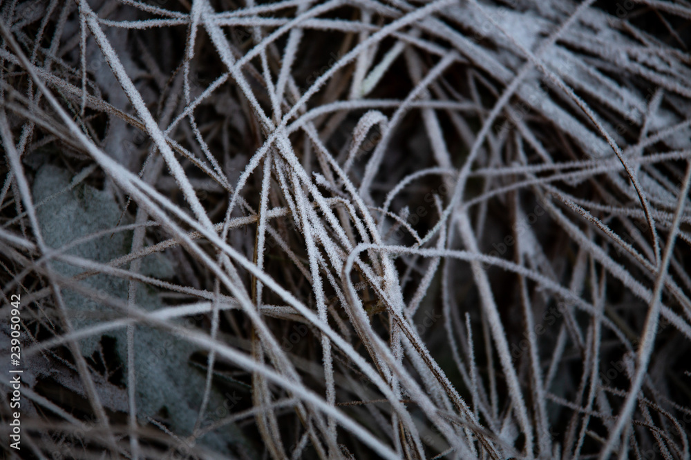 Obraz premium frozen background. Abstract frost grass
