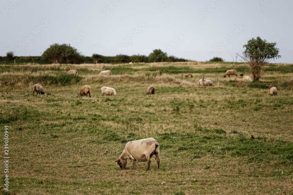 Moutons sur l'île de Tatihou
