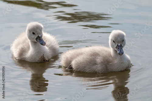Fototapeta Naklejka Na Ścianę i Meble -  jeune cygne