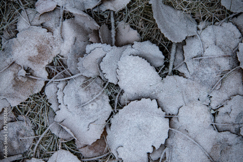 Fototapeta Naklejka Na Ścianę i Meble -  frozen background.  Abstract frost grass