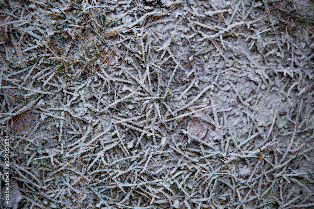 frozen background. Abstract frost grass frozen background. Abstract frost grass