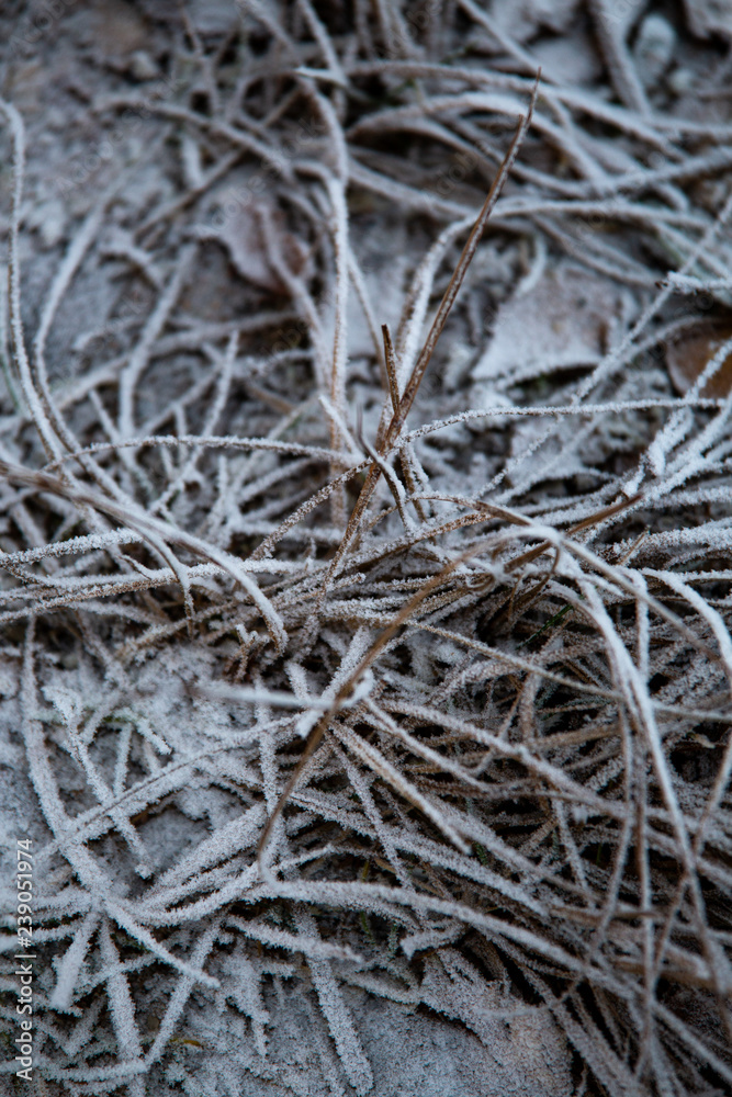 frozen background. Abstract frost grass frozen background. Abstract frost grass