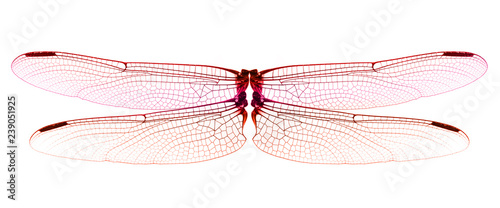 Red Dragonfly wings isolated on white background. © supia