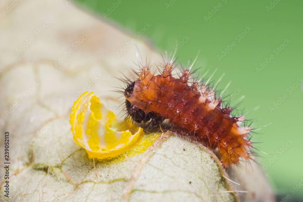 Young Burmese Batwing (Atrophaneura varuna zaleucus) caterpillar Young Burmese Batwing (Atrophaneura varuna zaleucus) caterpillar