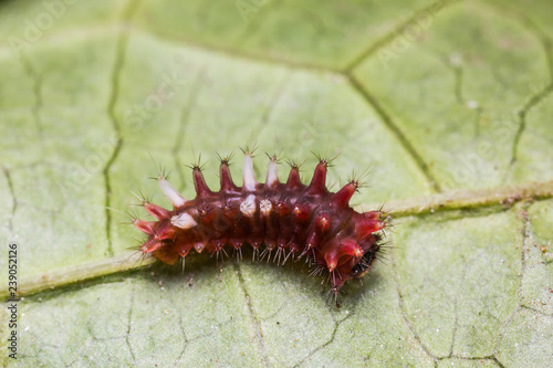 Young Burmese Batwing (Atrophaneura varuna zaleucus) caterpillar photo