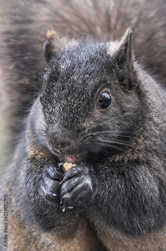 Squirrel © Larry Allen Peplin