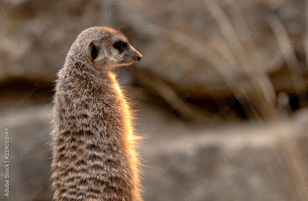 Fototapeta premium Erdmännchen sonnt sich vor Felsen in der Wildnis