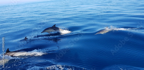 Dolphins in the Algarve, Portugal  © Angus