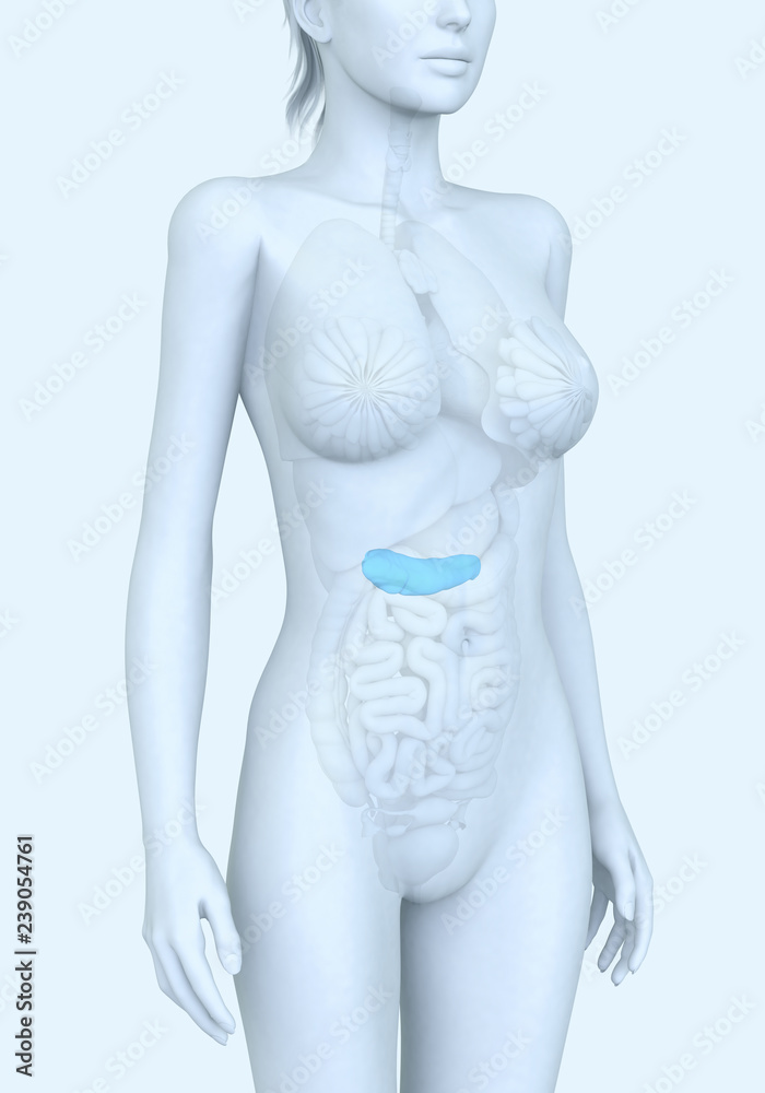 Naklejka premium Pancreas of a woman, medically illustration