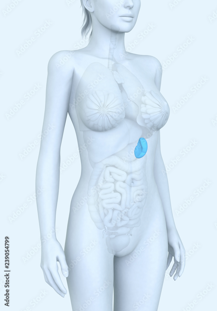 Naklejka premium Spleen of a woman, medically illustration