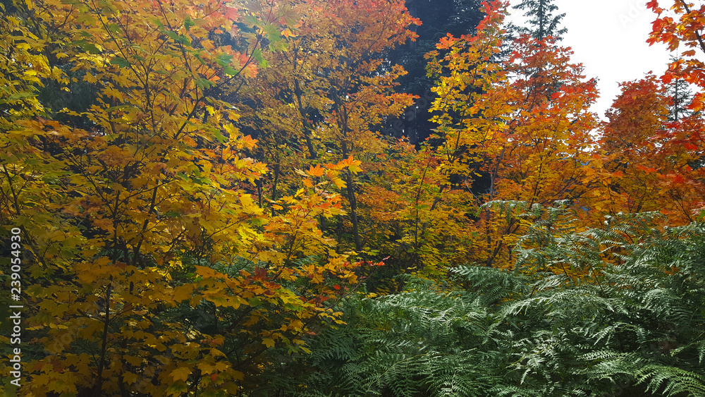 Washington Leaves 7 Washington Leaves 7