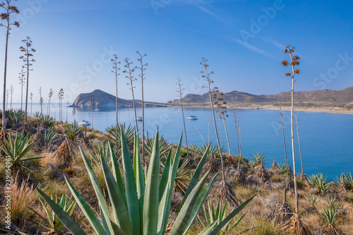 beautiful scenic of Genoveses bay and beach, from mountain with agave plants and desert vegetation, in Gata Cape Natural Park, in Almeria (Nijar, Andalusia, Spain, Europe)  photo