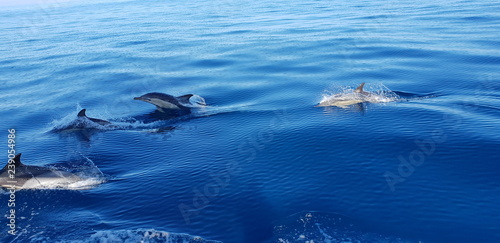 Dolphins in the Algarve  Portugal 