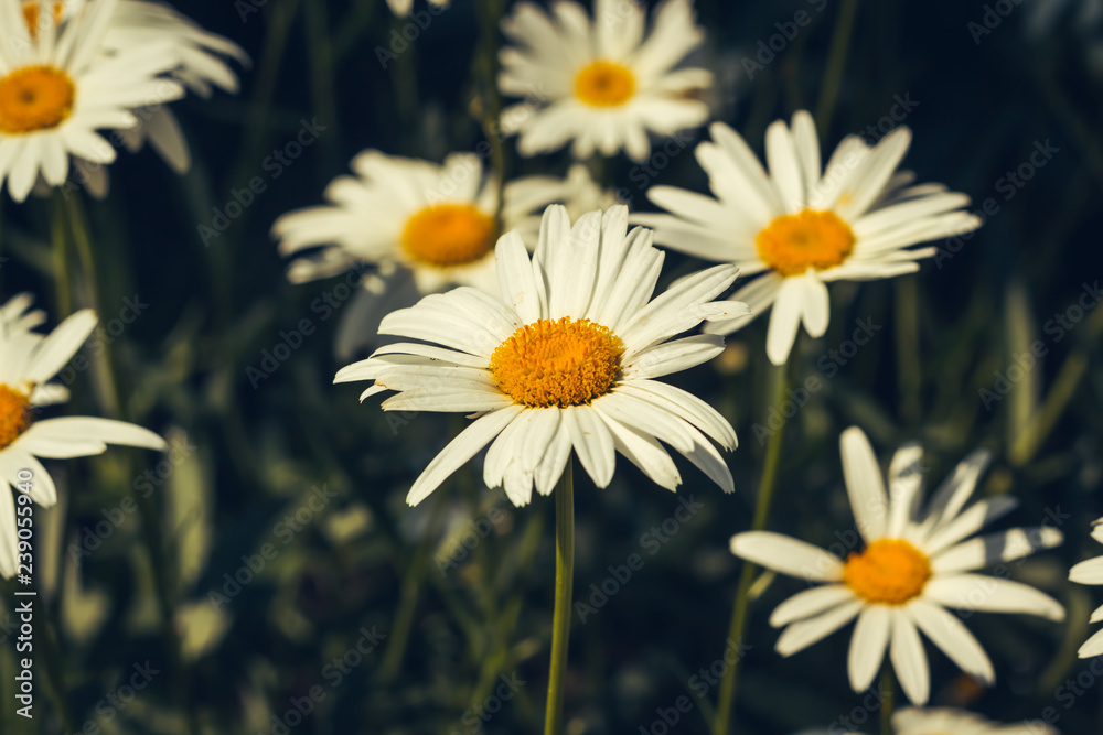 white big daisy flower, daisy flowers close-up, yellow middle white petals, close-up, growing in the garden daisy, macro shot