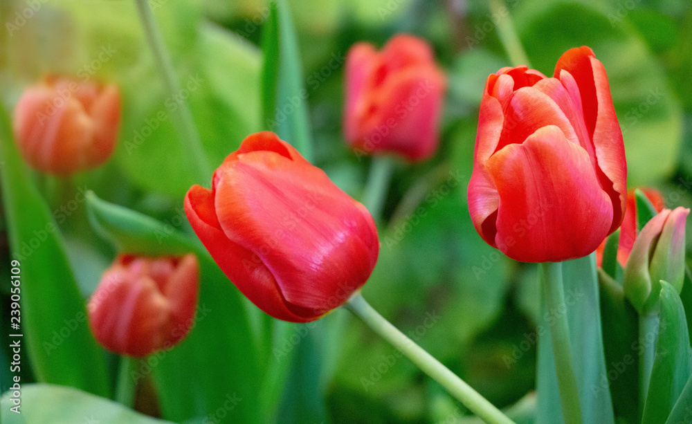 Fototapeta premium Beautiful Red Tulips, Darwin Hybrid Red Tulips in a park.